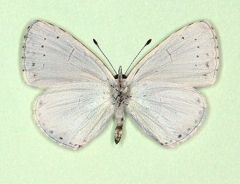 obsoleta Holly Blue (Celastrina argiolus)