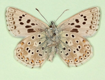 bi-i-nigrum Chalkhill Blue (Polyommatus (Lysandra) coridon)