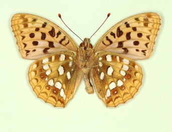 flavescens High Brown Fritillary (Argynnis adippe)