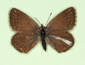 mosaic gynandromorph Chalkhill Blue (Polyommatus (Lysandra) coridon)