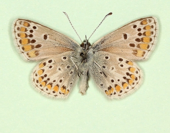 discreta Brown Argus (Aricia agestis)
