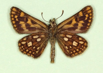 nov Chequered Skipper (Carterocephalus palaemon)