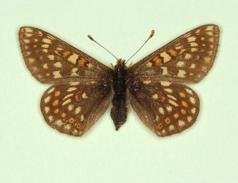insterbergia Marsh Fritillary (Euphydryas aurinia)