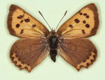 intermedia + antisinisperoneural Small Copper (Lycaena phlaeas)