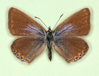 anticoelunata-caerulescens Common Blue (Polyommatus (Lysandra) icarus)