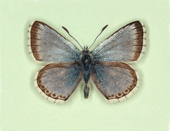 minor Chalkhill Blue (Polyommatus (Lysandra) coridon)