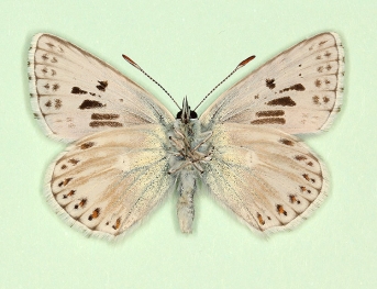 antico-extensa + postcaeca Chalkhill Blue (Polyommatus (Lysandra) coridon)