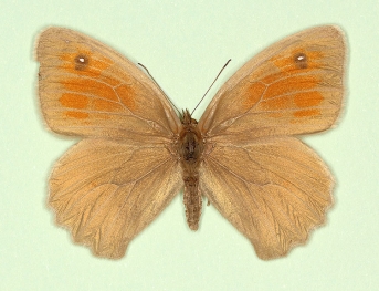 grisea-aurea Meadow Brown (Maniola jurtina)