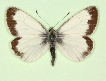 funebris Green-veined White (Pieris napi)
