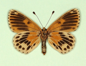 ultraradiata Glanville Fritillary (Melitaea cinxia)