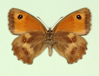 ab. nov Gatekeeper (Pyronia tithonus)