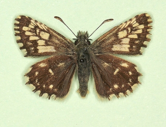taras Grizzled Skipper (Pyrgus malvae)