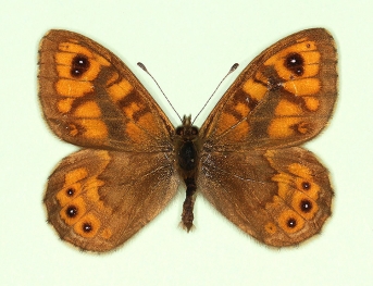 bipupillata Wall (Lassiommata megaera)