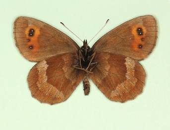 tetraocellata Scotch Argus (Erebia aethiops)