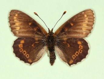 moscaryi Glanville Fritillary (Melitaea cinxia)