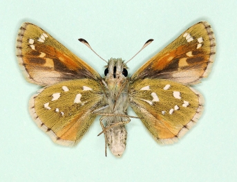 trans ab dupuyi Silver-spotted Skipper (Hesperia comma)