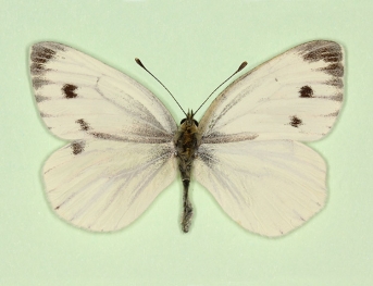 gynandromorph Green-veined White (Pieris napi)