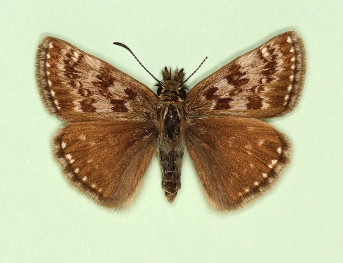 variegata Dingy Skipper (Erynnis tages)