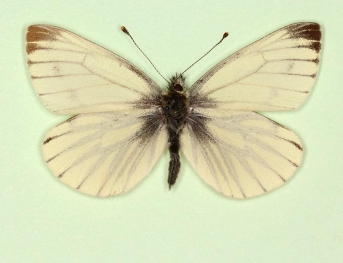 antisinisgriseopicta Green-veined White (Pieris napi)