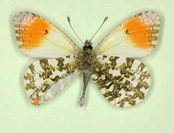 homoeotic Orange-tip (Anthocharis cardamines)