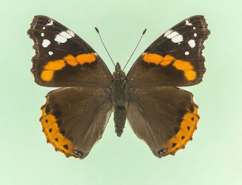 fuscescens Red Admiral (Vanessa atalanta)