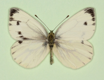 Bilateral gynandromorph Green-veined White (Pieris napi)