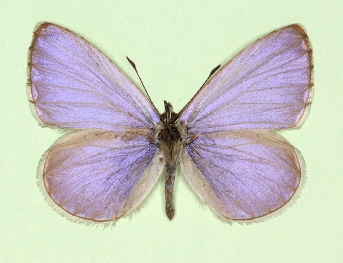 lilacina Holly Blue (Celastrina argiolus)
