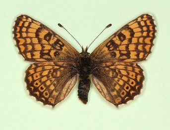 interligata Glanville Fritillary (Melitaea cinxia)