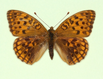 nov High Brown Fritillary (Argynnis adippe)