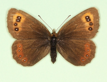 flavescens Scotch Argus (Erebia aethiops)