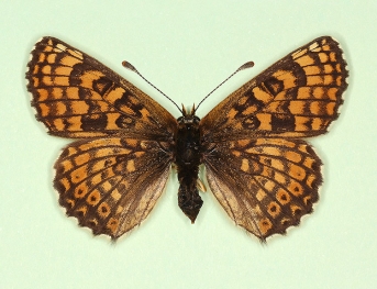 transversa Glanville Fritillary (Melitaea cinxia)