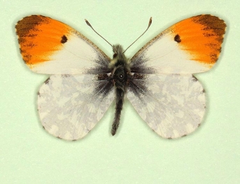 striata Orange-tip (Anthocharis cardamines)