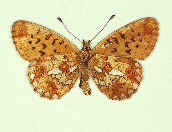 nov Pearl-bordered Fritillary (Boloria euphrosyne)