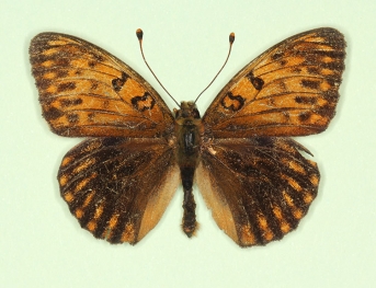 robnora Dark Green Fritillary (Argynnis aglaja)