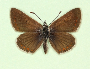 semi-allous Brown Argus (Aricia agestis)
