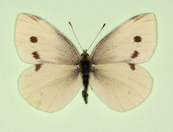 divisa Small White (Pieris rapae)