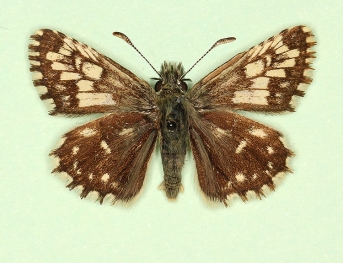 taras Grizzled Skipper (Pyrgus malvae)