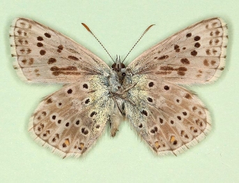 pulla + i-nigrum Chalkhill Blue (Polyommatus (Lysandra) coridon)