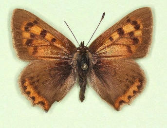 antiultraeleus Small Copper (Lycaena phlaeas)