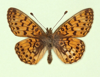 postdexpathological Small Pearl-bordered Fritillary (Boloria selene)