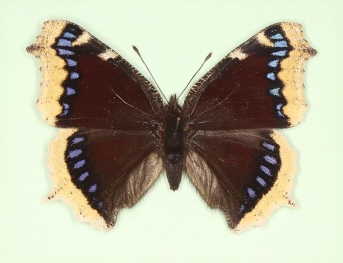 Camberwell Beauty (Nymphalis antiopa)