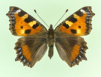 adumbrata Small Tortoiseshell (Aglais urticae)