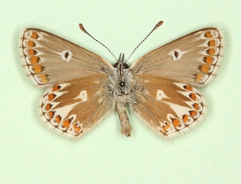 impunctata Brown Argus (Aricia agestis)