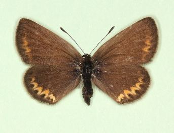 posteroflavus Silver-studded Blue (Plebejus argus)