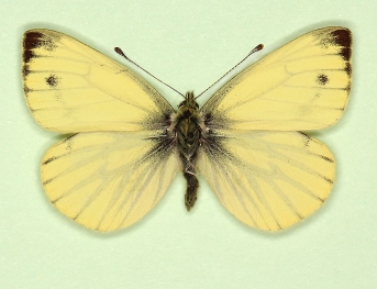 sulphurea Green-veined White (Pieris napi)