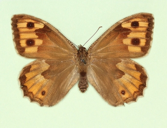 ab.nov Grayling (Hipparchia semele)