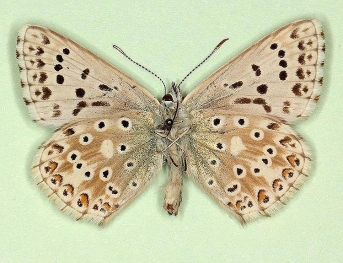 semiarcuata Chalkhill Blue (Polyommatus (Lysandra) coridon)