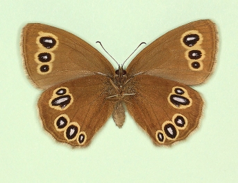 lanceolata Ringlet (Aphantopus hyperanthus)