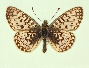 alba Small Pearl-bordered Fritillary (Boloria selene)