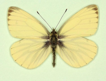  impunctata + sulphurea Green-veined White (Pieris napi)